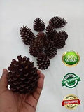 10pcs Natural Dried Pine Flowers Cone Acorn Home Room Garden Decor Tree