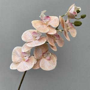 Phalaenopsis Orchid Steams 7-9 Heads