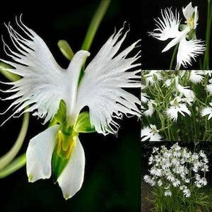 Japanese Radiata White Egret Orchid Flower 50Pcs Seeds...(#5422)