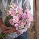 20 Cosmos Cupcake Blush Seeds / Cosmos bipinnatus / English Garden / Wildflowers / Cottage / Bouquet Flowers / Wedding Flowers