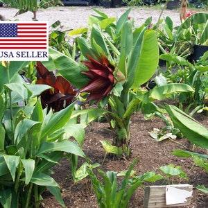 Banana Ensete Lecongkietii Ensete Sp.Kluay Pa - Orphan Banana - 2 fresh seeds