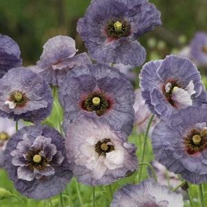 100+ Amazing Grey Poppy Flower Seeds / Papaver rhoeas / Delicate Lovely Flower/ Cottage Garden Flower/ (W2)E
