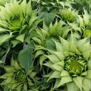 Unusual Green Sunflower Sunfill Seeds - Bold Unique Filler in fresh floral arrangements - Striking Garden Accent Flowers