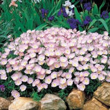 Showy Evening Primrose Flower Seeds - Open-Pollinated for Seed Saving - Non-Hybrid & Non-GMO - Heirloom Canada Flower Seeds