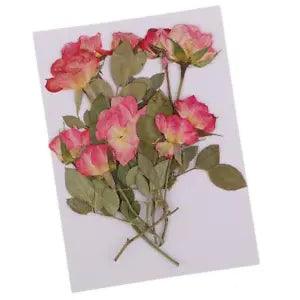 10x Real Pressed Dried Flowers Rose with Leaves for  Ornament