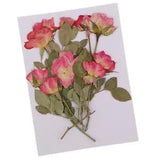 10x Real Pressed Dried Flowers Rose with Leaves for  Ornament