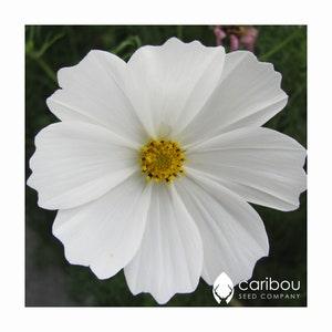 ANNUAL | COSMOS PURITY | 50 Seeds | Pretty Blooms | Attracts Butterflies & Bees | Fresh Seed | High Germination