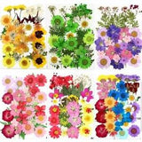 Pressed Flowers small Dried Flowers Scrapbooking dry Preserved Flower Decoration