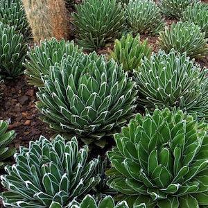Agave Victoriae-Reginae - Queen Victoria Agave - 10 Seeds