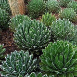 Agave Victoriae-Reginae - Queen Victoria Agave - 10 Seeds