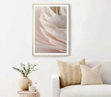 Flower Texture, Soft Sweet Peony Poster Premium Quality Choose your Size