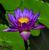 High Quality Natural Blue Water Lily Seeds Hydroponic Plant Flower Bonsai Seeds