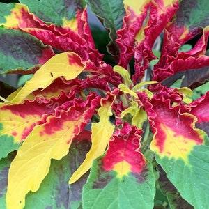 Joseph's Coat Amaranth (Tricolour Amaranth, Summer Poinsettia, Fountain Plant [25 Seeds Min. Per Package, Non GMO Seed, Grown in Canada)