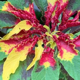 Joseph's Coat Amaranth (Tricolour Amaranth, Summer Poinsettia, Fountain Plant [25 Seeds Min. Per Package, Non GMO Seed, Grown in Canada)