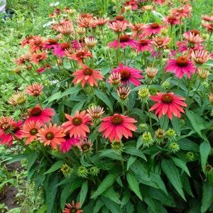 20 + Seeds Sombrero Salsa Red Coneflower Ecmhinacea??Balsomsed??