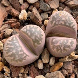 Lithops Marmorata | Lithops Marmorata Succulent Seeds
