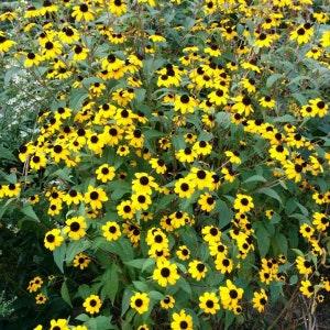 Brown-eyed Susan seeds