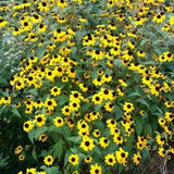 Brown-eyed Susan seeds