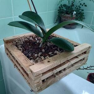 Natural Wood Orchid Pot, Cedar Orchid Planter *Standing and Hanging available. Includes natural planting compound and orchid care guide!