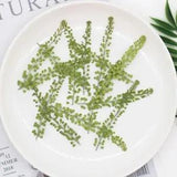 Dried Leaf Plants 60Pcs Pressed Lepidium Apetalum Herbarium Jewelry Phone Cases
