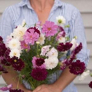 20 Cosmos Double Click Flower Seed Mix / Cosmos bipinnatus / English Garden / Wildflowers / Cottage / Bouquet Flowers / Wedding Flowers