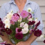20 Cosmos Double Click Flower Seed Mix / Cosmos bipinnatus / English Garden / Wildflowers / Cottage / Bouquet Flowers / Wedding Flowers