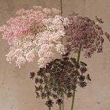 Queen Anne's Lace Dara Seeds (50+ Seeds), Annual Cut Flower Seed Queen Anne's lace Flower Seeds, Ornamental Carrot