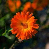Annual | BALLS ORANGE CALENDULA | 30-40 seeds | Attracts Bees & Pollinators | Fresh, Organic Seed