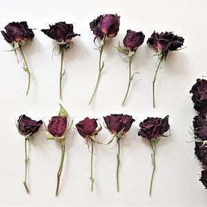 5pcs deep red mini roses, Dried small dark red roses, Wine red dried roses for crafts, Mahogany tone rose
