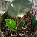 Philodendron White Wizard