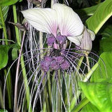 Tacca integrifolia 'White Bat Flower x 10 seeds