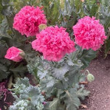 Izmir Pink Cloud Poppy (1000+ seeds)