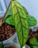 Hoya Tanggamus Sp Borneo With Phytosanitary Certificate