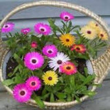 Livingstone Daisy mix,417,Dorotheanthus bellidiformis,gardening, flowers seeds, daisy seeds, spring flowers seeds