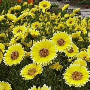 Tidy Tips - Coastal Tidytips Flowers 0.2g - 100 Seeds - Layia Platyglossa