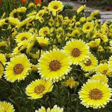 Tidy Tips - Coastal Tidytips Flowers 0.2g - 100 Seeds - Layia Platyglossa