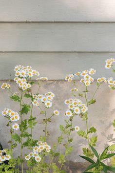 How to Grow and Care for Chamomile Flower Delivery