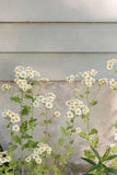 How to Grow and Care for Chamomile Flower Delivery