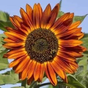 Autumn Beauty Sunflower SEEDS  cut flowers bouquet florist draws Bees Birds Pollinators Feed birds from Dizzy Bees Urban Garden