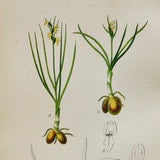 False Musk Orchid Print - Original Antique Botanical 1880s - Chamorchis alpina (plant flower seed orchidaceae orchidoideae yellow europe)