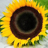 Taiyo Sunflower | 25 Seeds | Organic, Non-GMO, Heirloom Annual Cut Flower | Branching Sunflower with Pollen | 6 Feet Tall | 6 Inch Blooms
