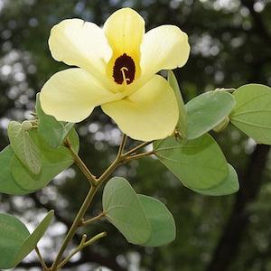 Yellow Orchid Tree - 10 Fresh Seeds - Bauhinia Tomentosa