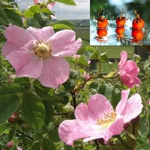 Rosa rubiginosa - 50 Seeds - Rosehip, eglantine, SWEET BRIAR ROSE, sweet brier