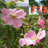 Rosa rubiginosa - 50 Seeds - Rosehip, eglantine, SWEET BRIAR ROSE, sweet brier