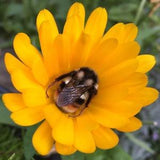 Calendula Seeds - Calendula Officinalis var. Resina