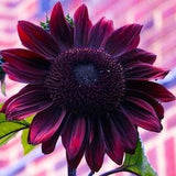 Hand Selected Chocolate Cherry Sunflower, 25 Seeds, Helianthus Annuum HA0425