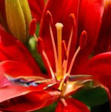 100PCS Seeds Lily Plants Red Big Perennial Flowers