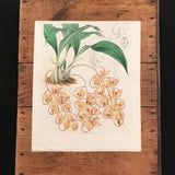 Hanging Acropera Orchid, Original 1837 Hand Colored Curtis Botanical Engraving