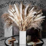 100PCs Natural Dried Pampas Grass Bouquet Dried Flowers Bohomian Home Decor