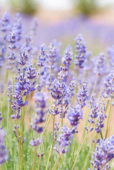 Gathering Culinary Bouquets at the Arizona Lavender Festival Flower Delivery